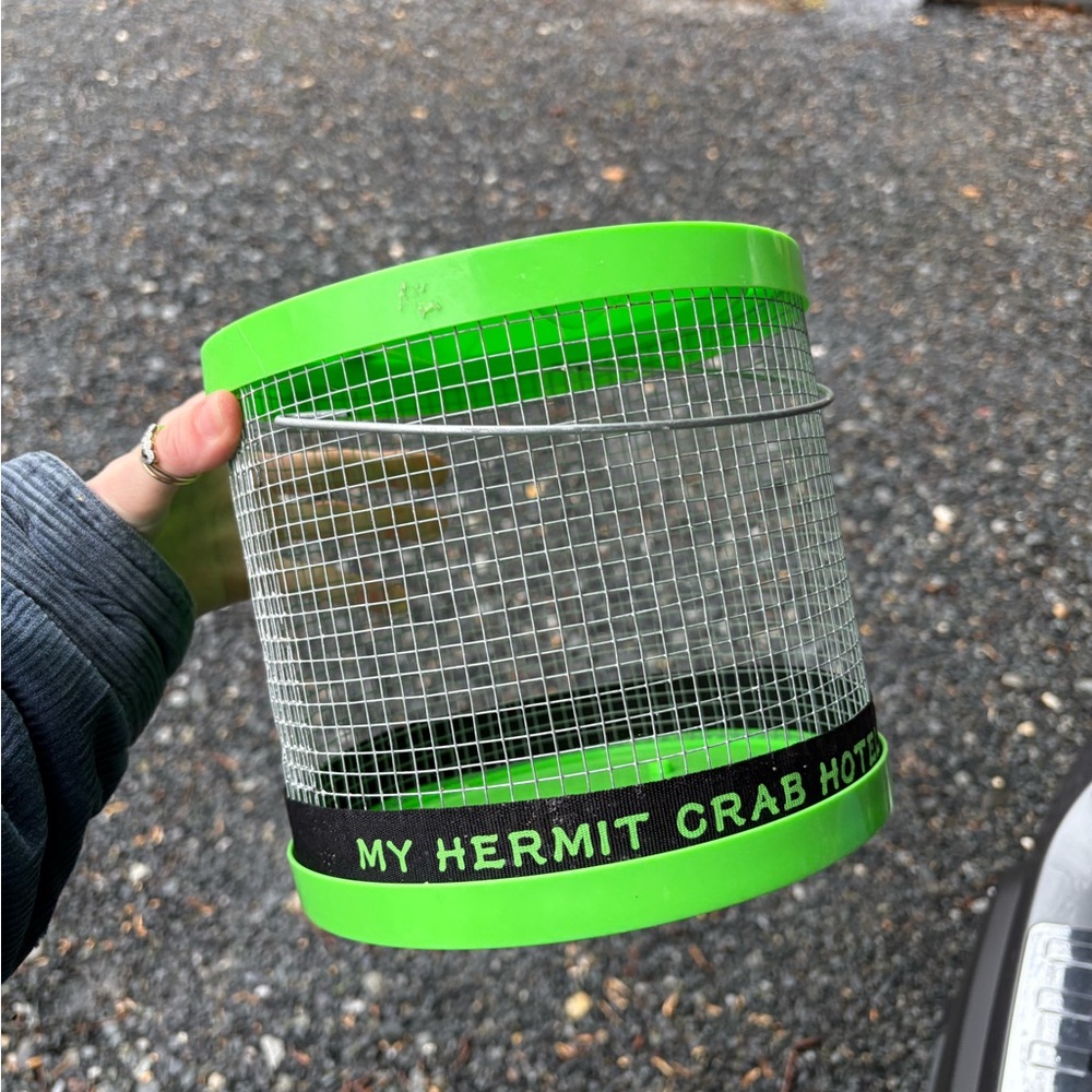 Green Hermit Crab Habitat